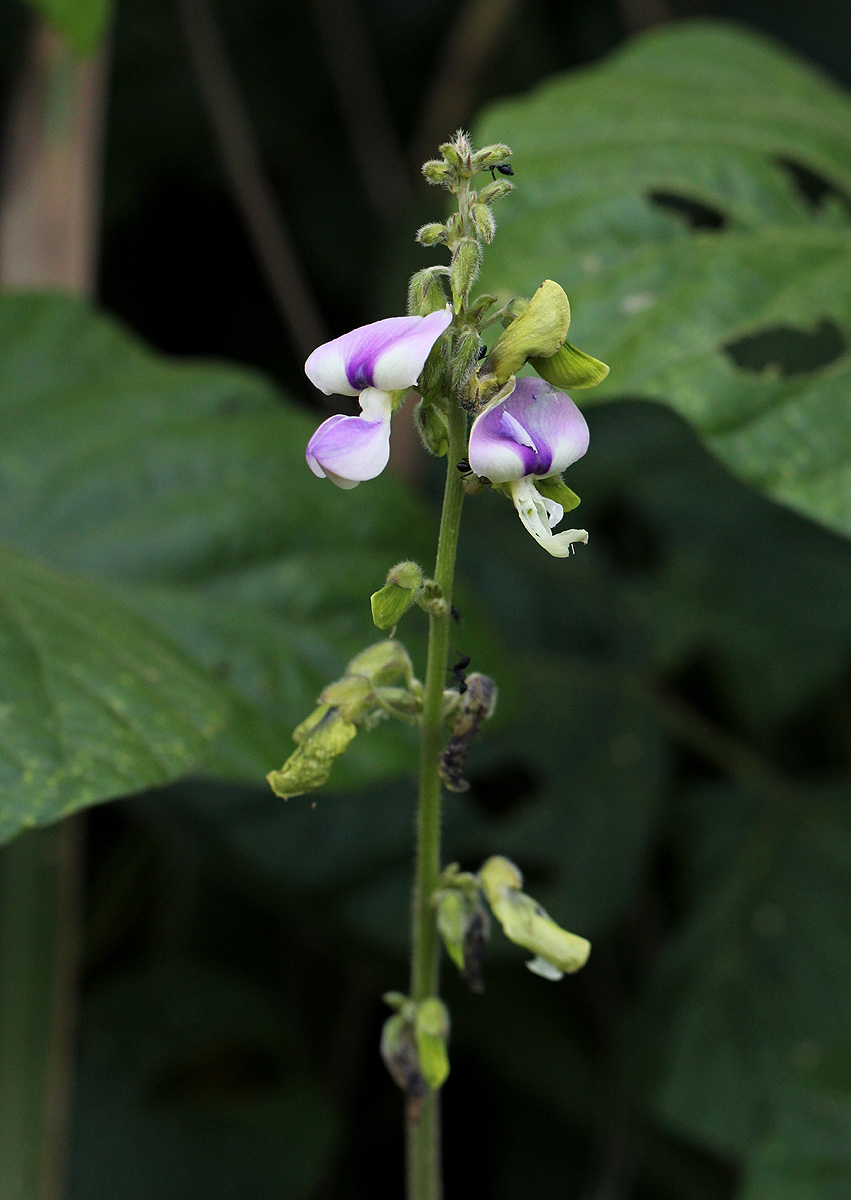 Neustanthus phaseoloides var. javanicus