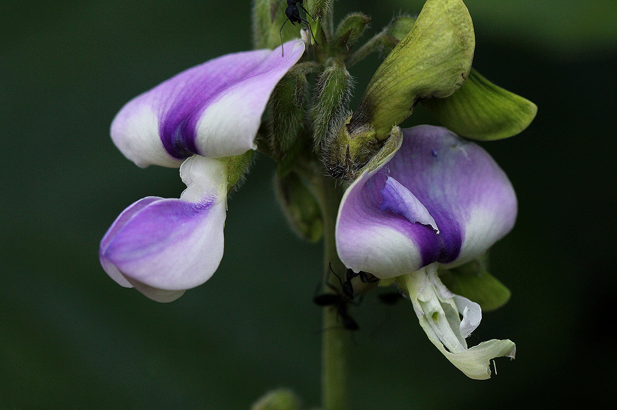 Neustanthus phaseoloides var. javanicus