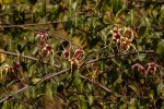 Strophanthus sarmentosus
