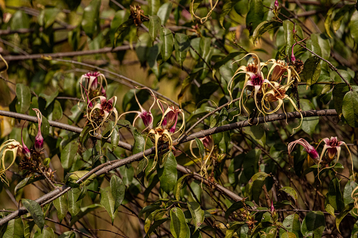Strophanthus sarmentosus