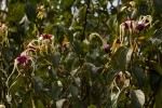 Strophanthus sarmentosus