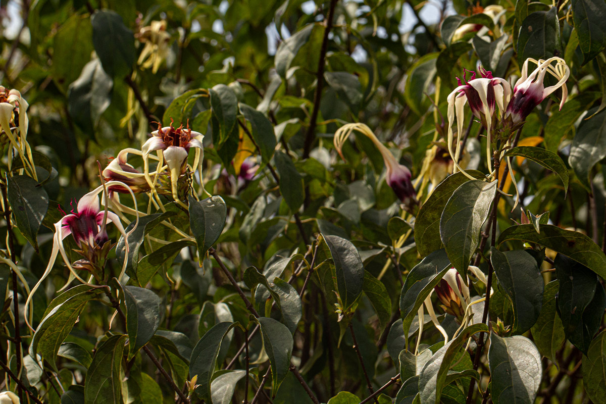 Strophanthus sarmentosus
