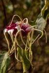 Strophanthus sarmentosus