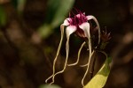 Strophanthus sarmentosus