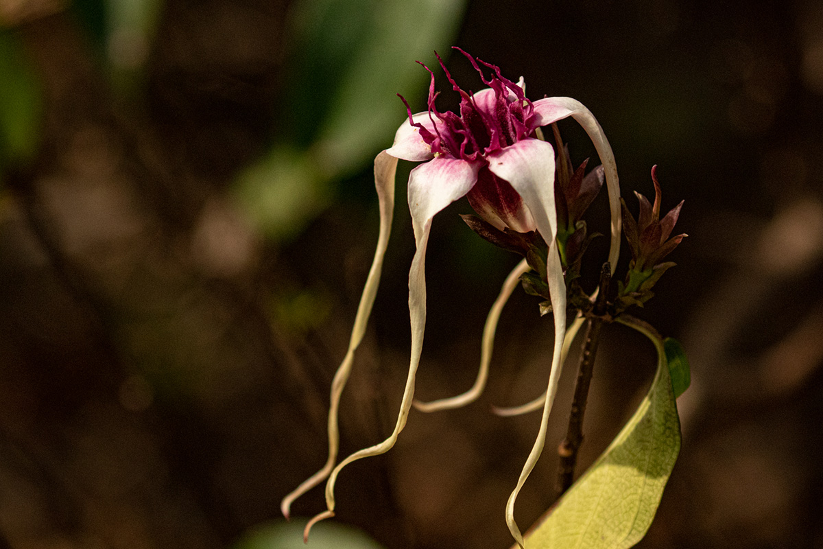 Strophanthus sarmentosus