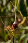 Strophanthus sarmentosus