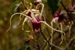 Strophanthus sarmentosus
