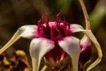 Strophanthus sarmentosus