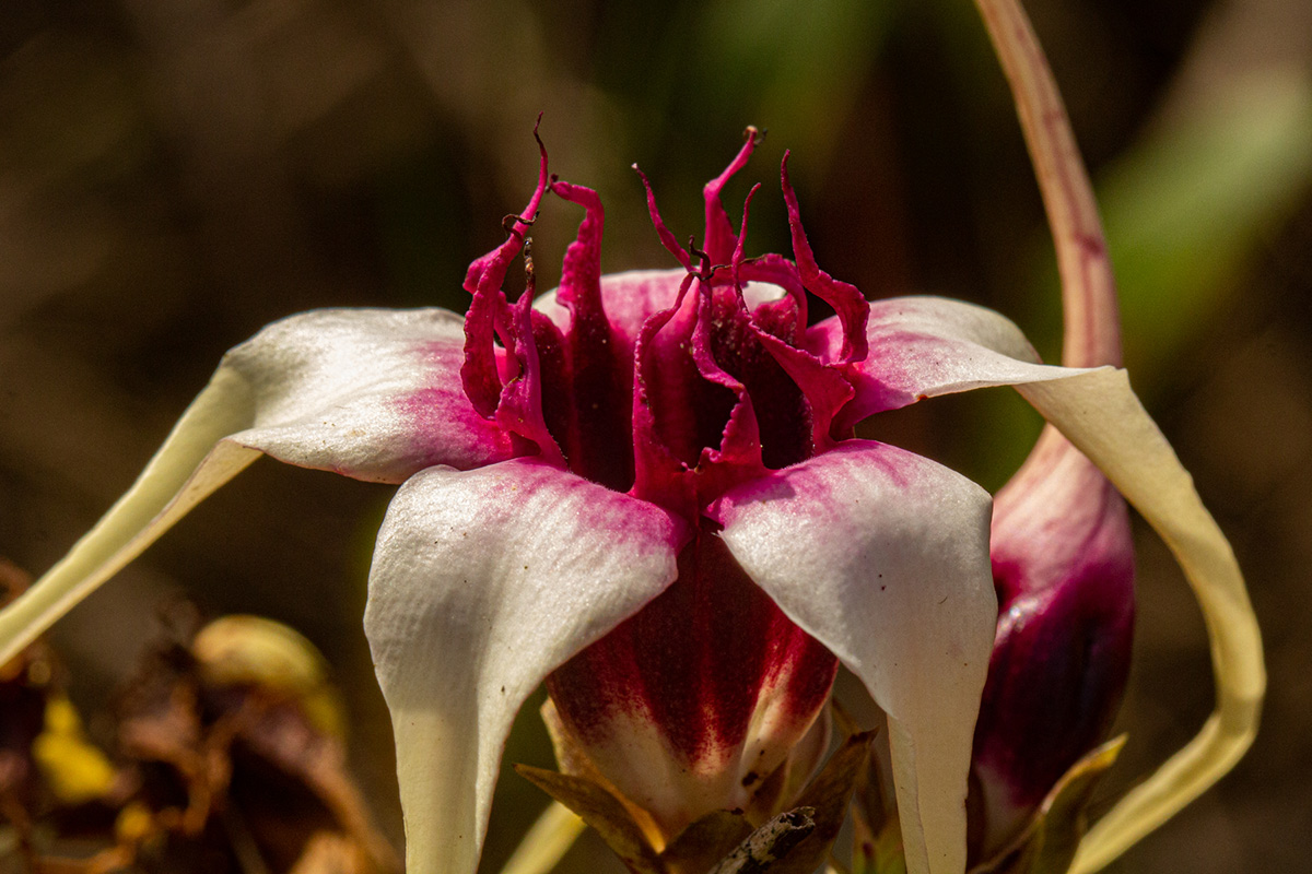 Strophanthus sarmentosus