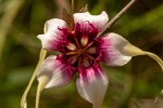 Strophanthus sarmentosus