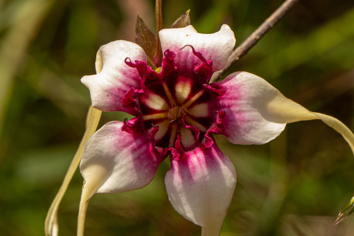 Strophanthus sarmentosus