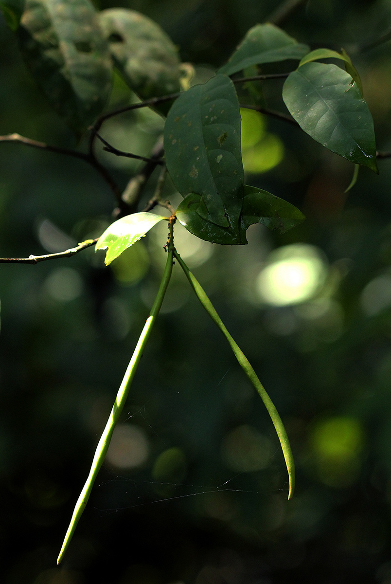 Malouetia bequaertiana