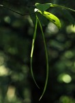 Malouetia bequaertiana