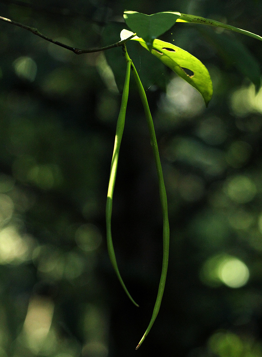Malouetia bequaertiana