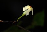 Malouetia bequaertiana