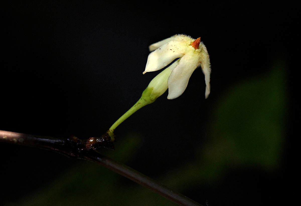 Malouetia bequaertiana