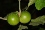 Tabernaemontana crassa