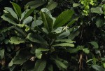 Tabernaemontana crassa