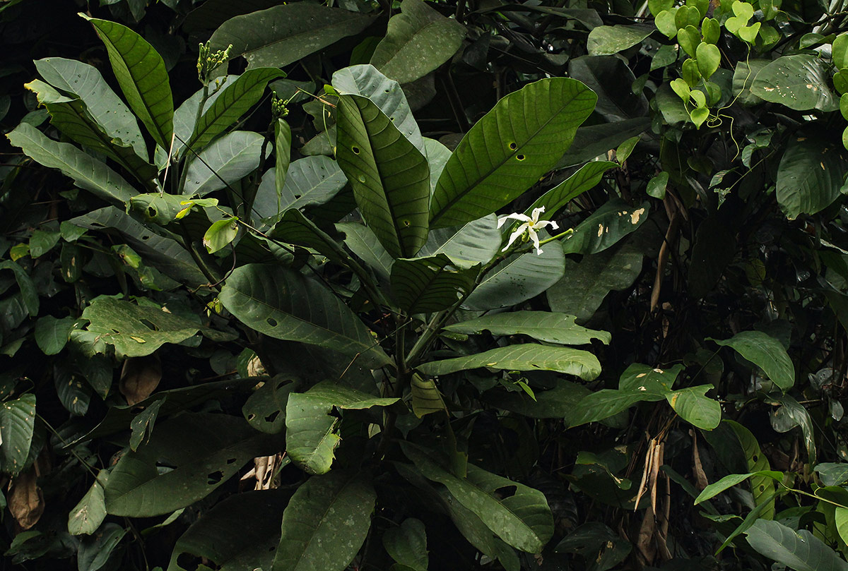 Tabernaemontana crassa