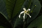 Tabernaemontana crassa