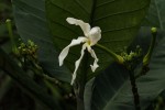 Tabernaemontana crassa
