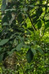 Tabernaemontana penduliflora