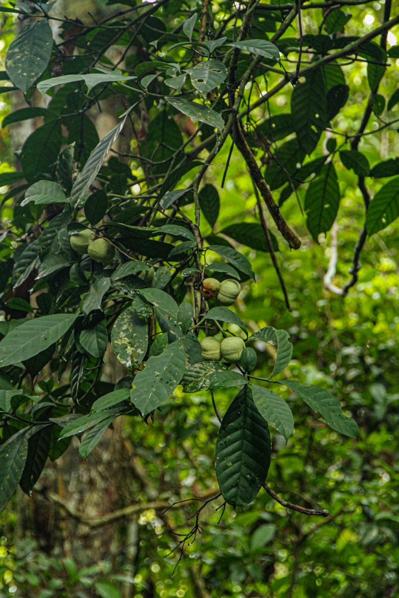 Tabernaemontana penduliflora