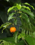 Tabernanthe elliptica