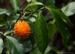 Tabernanthe elliptica
