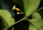 Tabernanthe elliptica