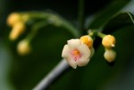 Tabernanthe elliptica
