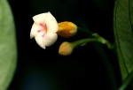 Tabernanthe elliptica