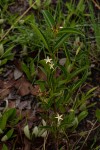 Landolphia lanceolata