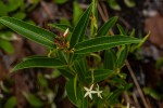 Landolphia lanceolata