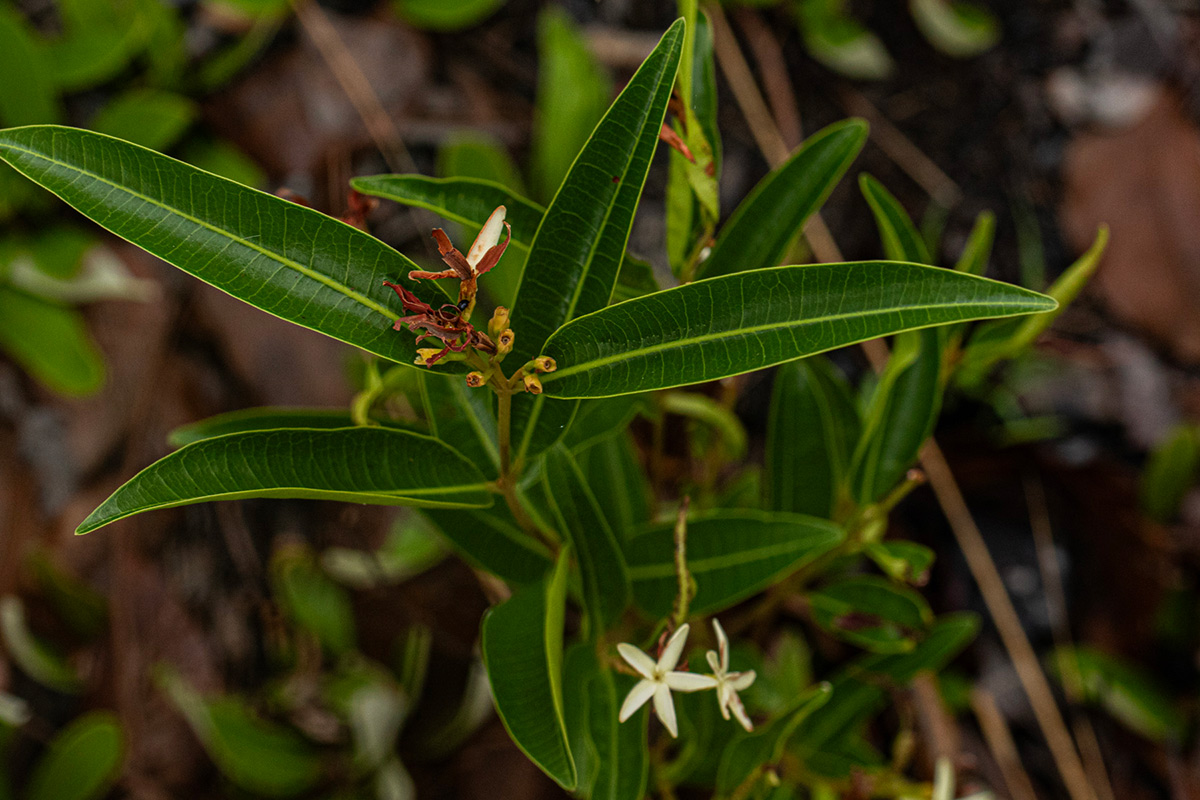 Landolphia lanceolata