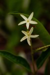 Landolphia lanceolata
