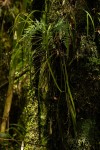 Polystachya pamelae