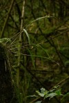 Polystachya pamelae