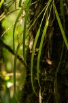 Polystachya pamelae