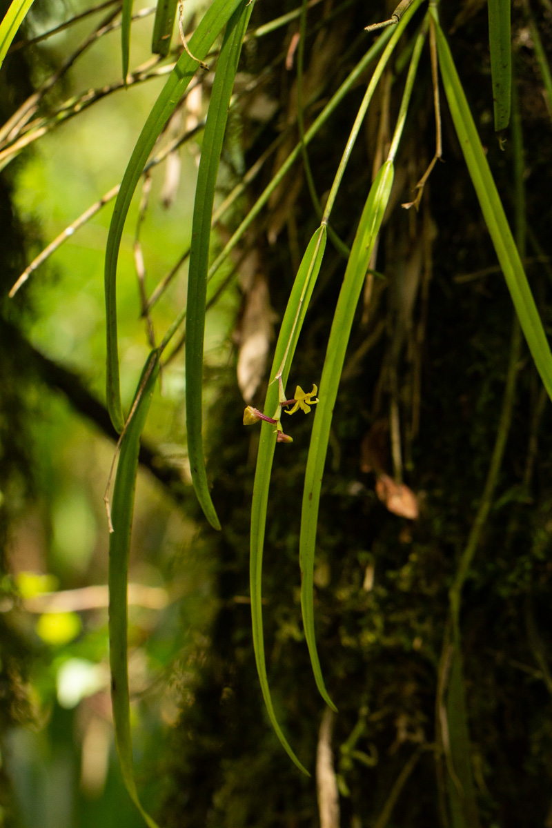 Polystachya pamelae