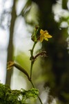 Polystachya pamelae