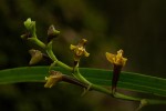 Polystachya pamelae