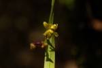 Polystachya pamelae