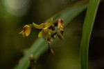 Polystachya pamelae