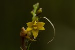 Polystachya pamelae