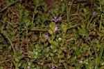Lythrum rotundifolium