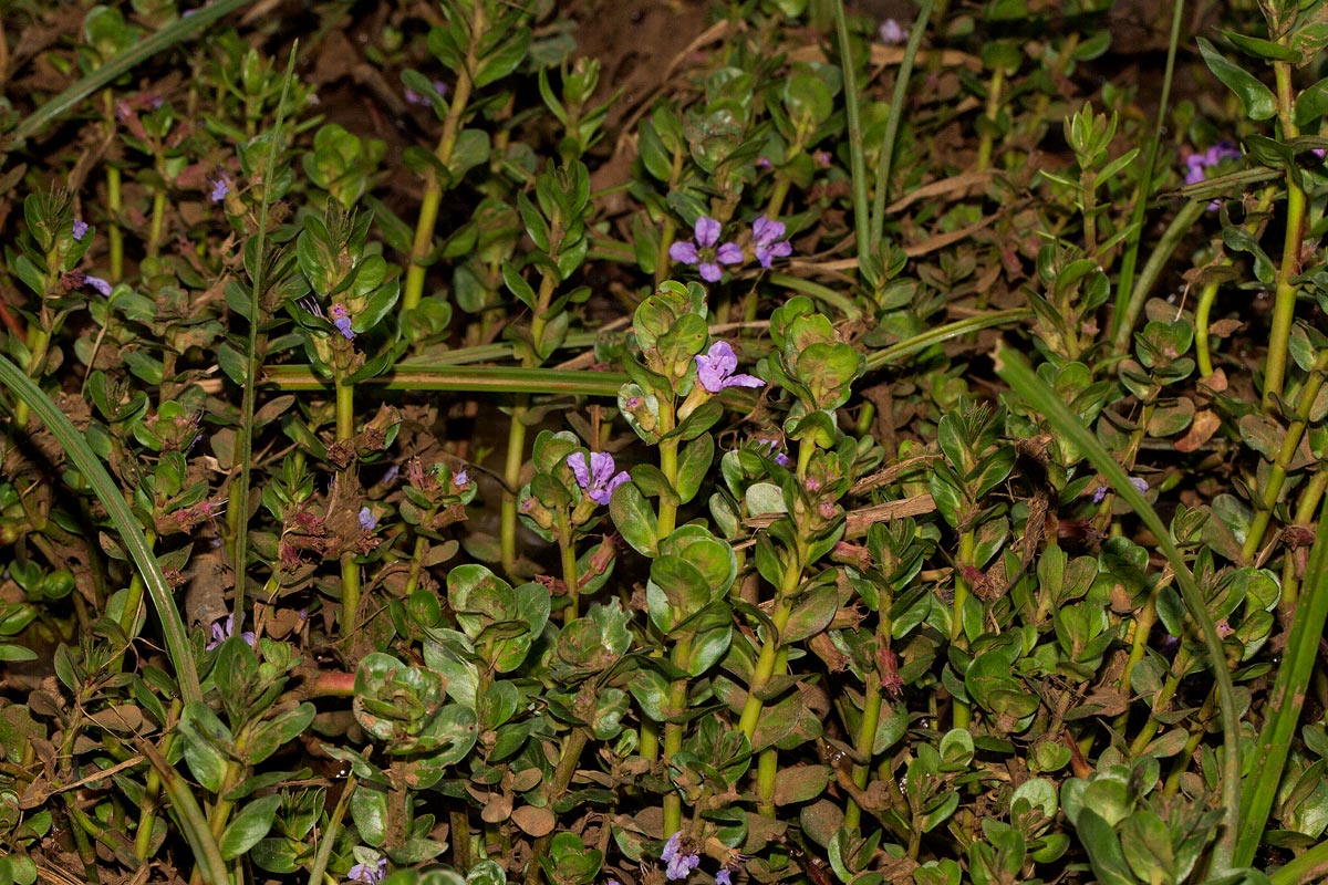 Lythrum rotundifolium