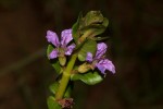Lythrum rotundifolium