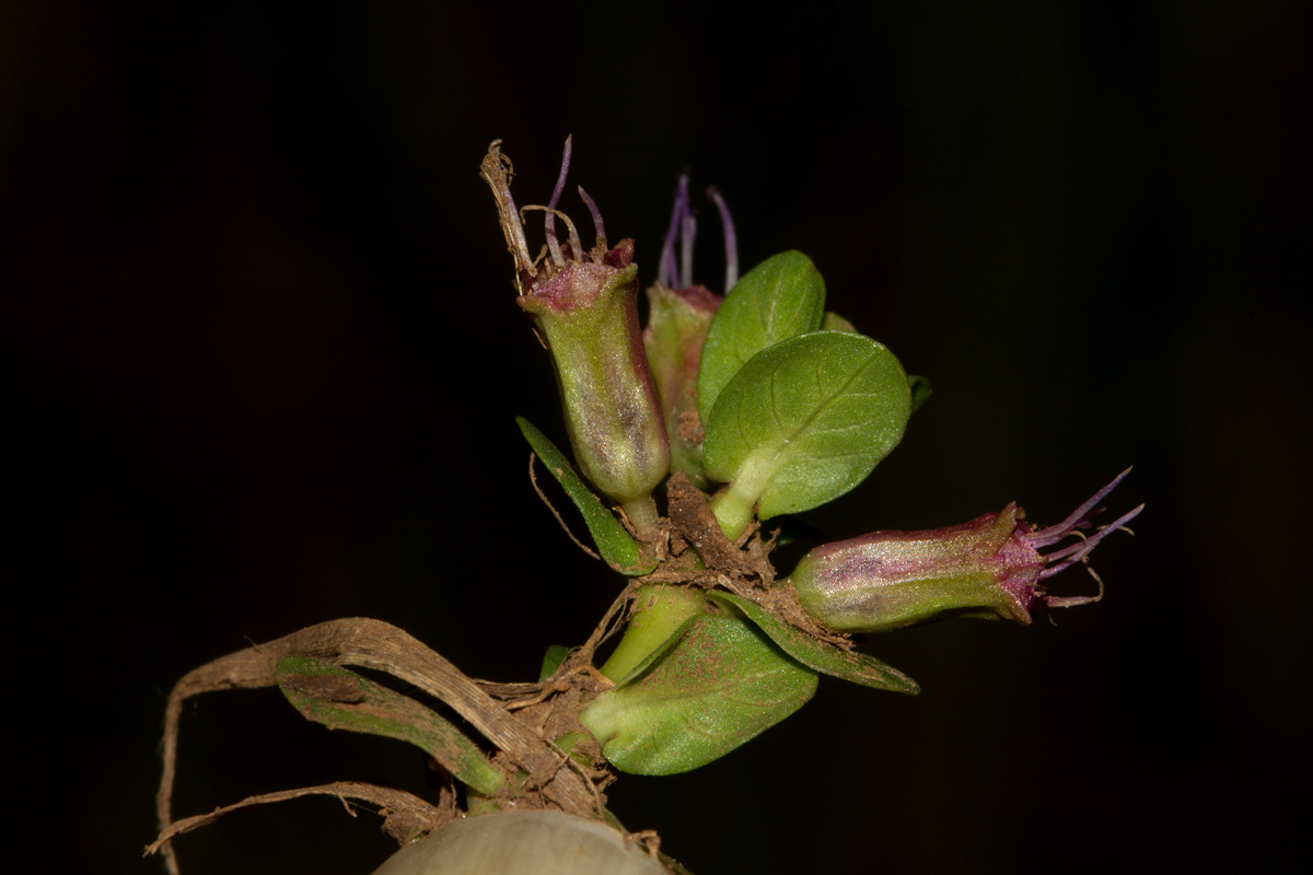 Lythrum rotundifolium Lythrum rotundifolium
