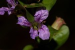 Lythrum rotundifolium